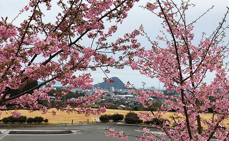 陶芸の村公園より河津桜越しに萩市街を臨む